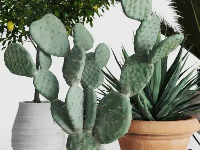 Set Mediterranean Plants In Antique Pots 3D model