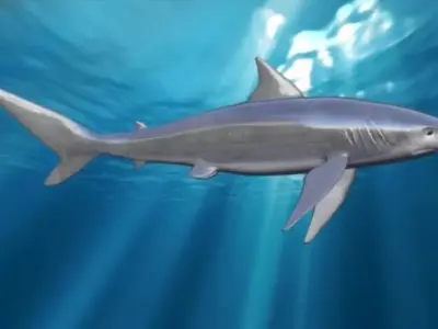 shark Low-poly 3D model 2