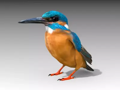 Kingfisher Low-poly 3D model