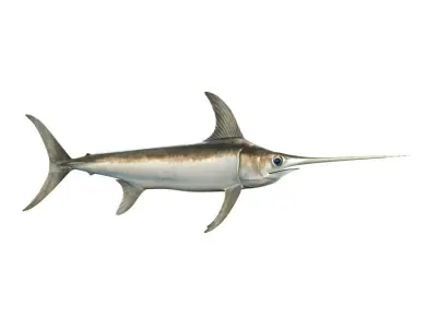 Swordfish Fish Xiphias Gladius 3D model