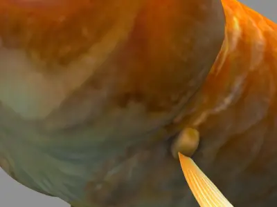 Golden fish 3D model purchase