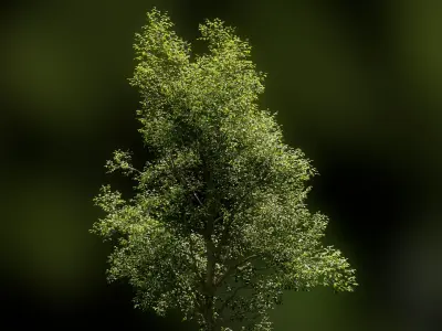 European Beech 04 3D Scanned Animated 3D model