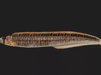 Gunnel Low-poly 3D model