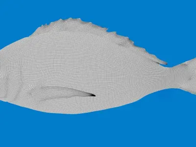  Fish Animated Sea Bream 3D model