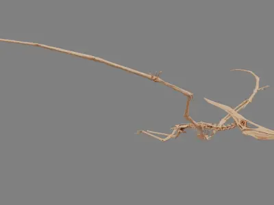 Pteranodon Skeleton 3D model Low-poly 3D model