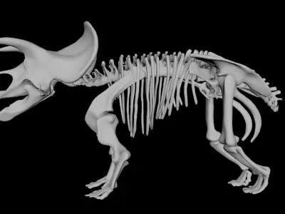 Triceratops dinosaur skeleton 3D model