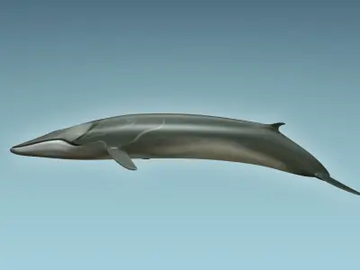 Whale 3D model buy