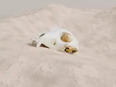 Bear Skull Free 3D model