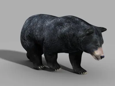 Black Bear PRO 3D model purchase