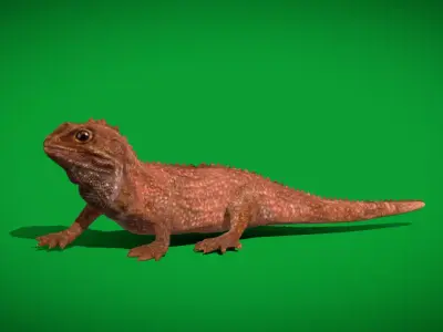 Tuatara Reptile Free 3D model purchase