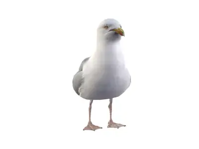 Seagull 3D model buy