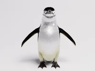 Penguin special Low-poly 3D model