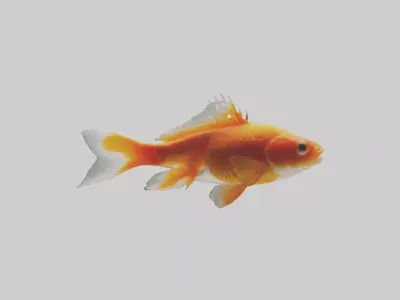 Goldfish swimming in tank model Low-poly 3D model