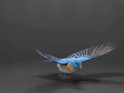 Lazuli Bunting Bird Animated VFX Grace 3D model