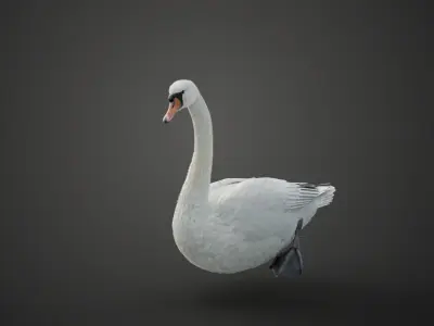 Mute Swan Animated VFX Grace 3D model