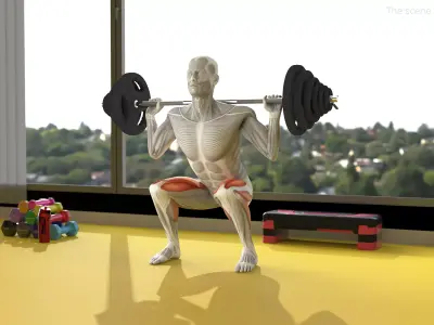 Male Muscular System Anatomy Squats Exercise 3D model purchase