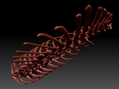 Dinosaur Spinosaurus Spine Ribs Skeletons Set 3D model