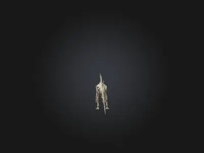 Realistic Stegosaurus Skeleton Model Low-poly 3D model