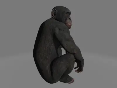 chimpansee chimpanzee 3D model
