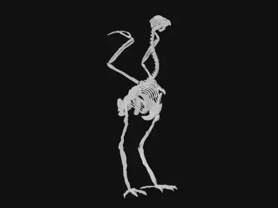 Peacock skeleton 3D model