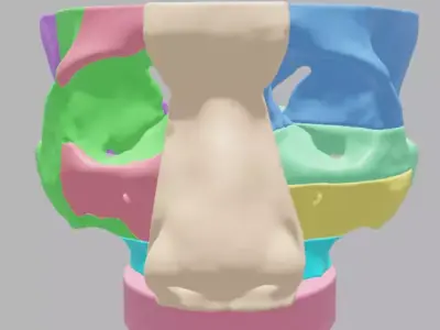 8-part 3D printed Nasal Sinus model from Real CT scan Data 3D print model