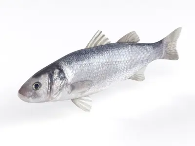 Seabass Fish 3D model get