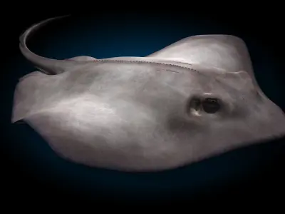 Stingray 3D model buy