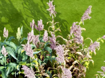 Plant sorghum flowers Modern monomer 3D model
