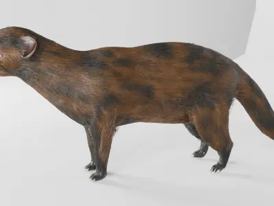 mangus 3d Low-poly 3D model