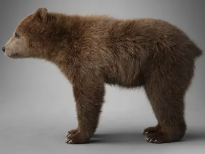 Little Brown bear Animated 3D model