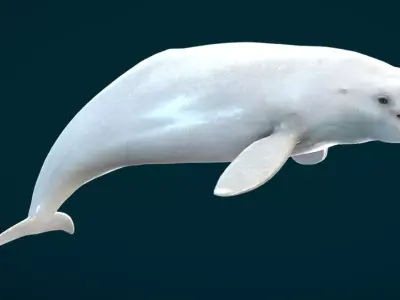 Beluga Whale Animated Low-poly 3D model