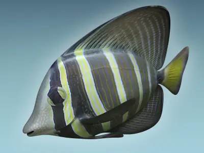 Zebrasoma Fish 3 3D model
