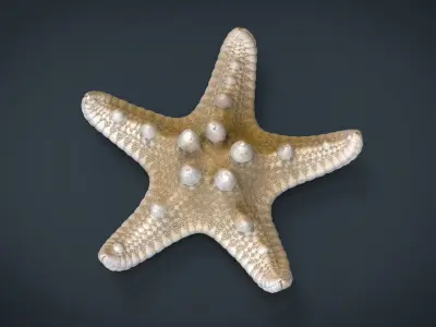 Starfish Low-poly 3D model order