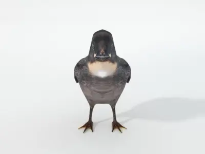 Black Little Chicken Low-poly 3D model