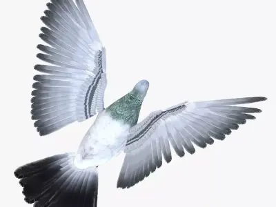 Pigeon Low-poly 3D model order