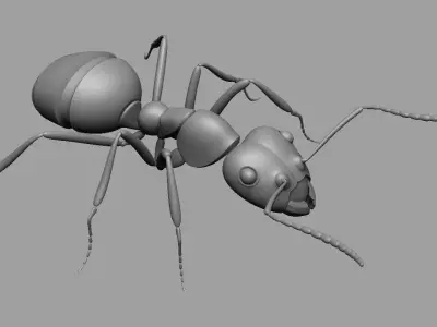 Ant Ant 3D model