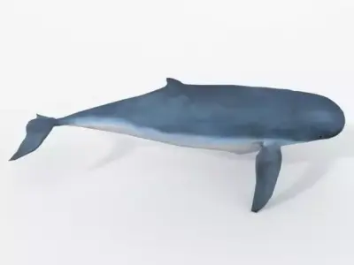Irrawaddy Dolphin Low-poly 3D model