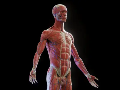 Human Complete Anatomy Elder Male 3D model