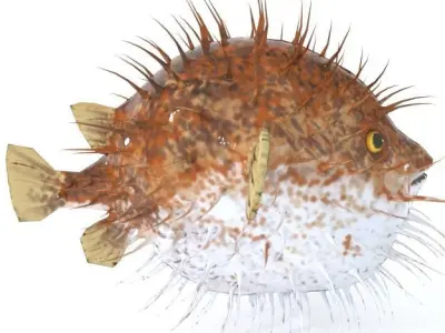 Blowfish puffer fish Low-poly 3D model