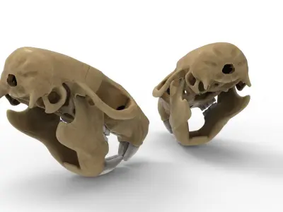 Rat skull 3D model