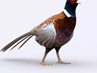 3DRT - Pheasant Low-poly 3D model