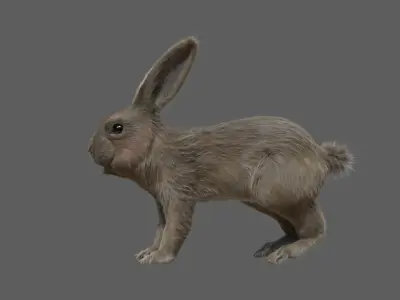 rabbit FURRIGGED 3D model