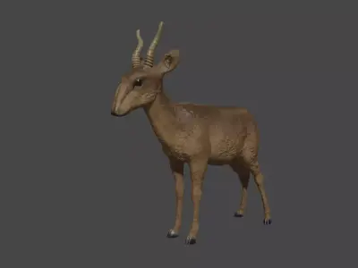Central Asian wild animal Saiga antelope 3D model