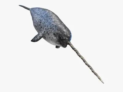 Narwhal Animated 3D model