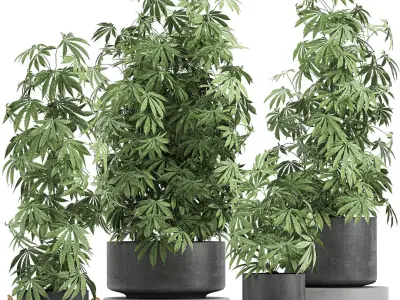  Decorative Cannabis in flowerpots 770 