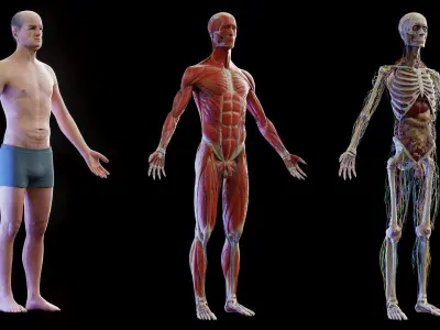 Human Complete Anatomy Elder Male 3D model