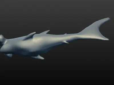 hammerhead shark 3D model buy