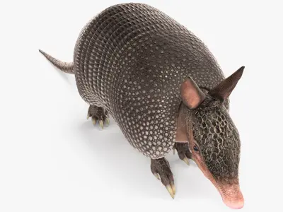Armadillo in Walking Pose Black 3D model