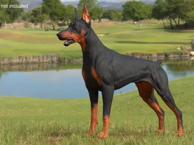 Doberman Pinscher Dog 3D model