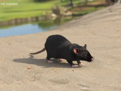 Fancy Rat Rigged Fur  purchase 3D model